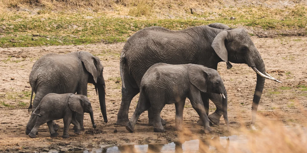 An elephant family, including a young calf, beside the water