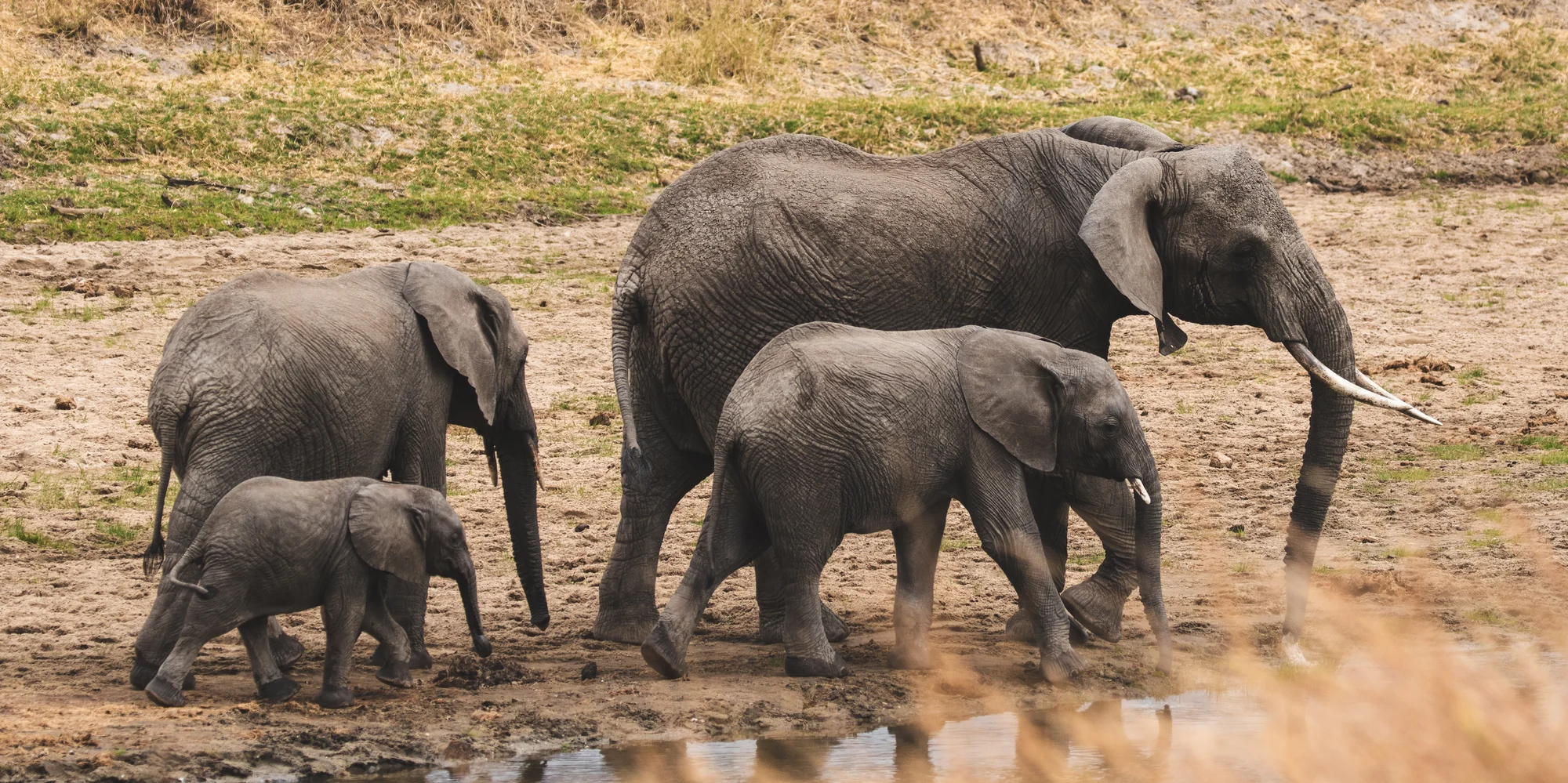 An elephant family walking beside the water
