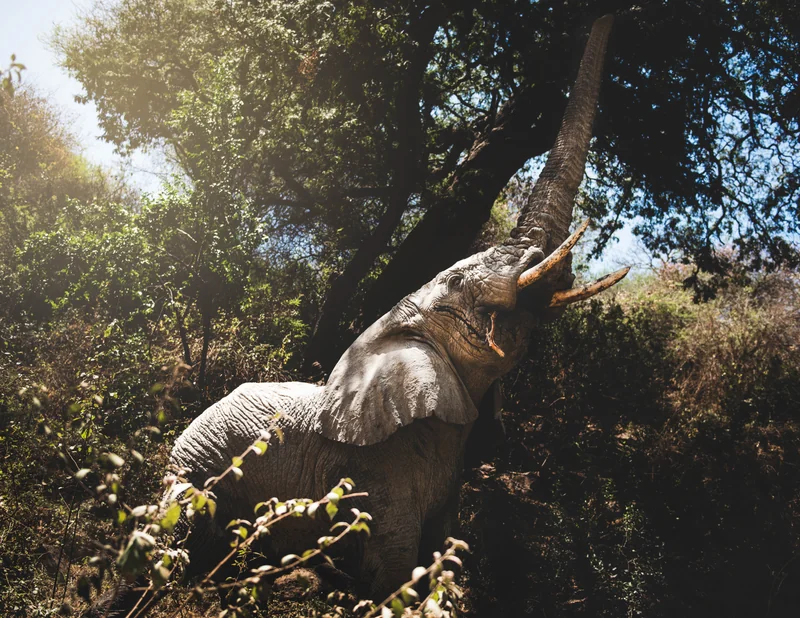 An elephant reaching into the treetops