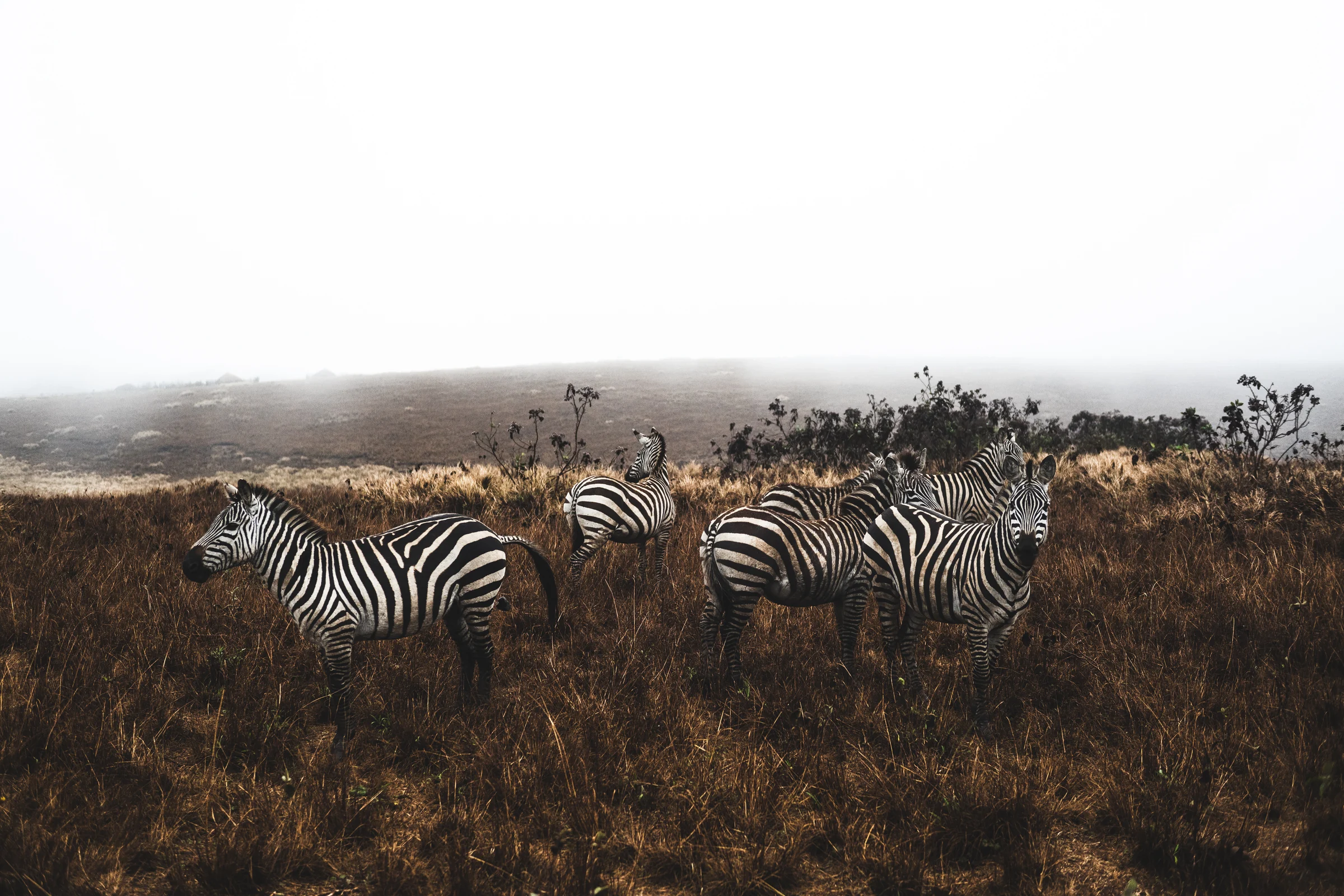 A herd of zebras in golden grass beneath a misty sky