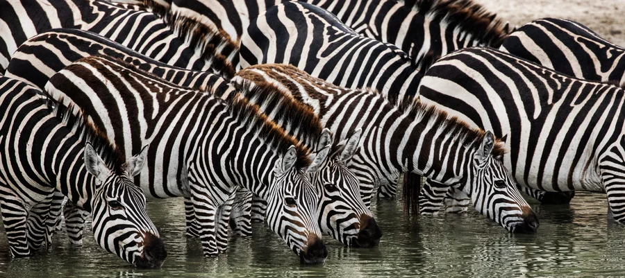 Zebras gathered at a watering hole